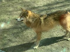 -北京野生动物园