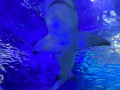 -江和美海洋公园