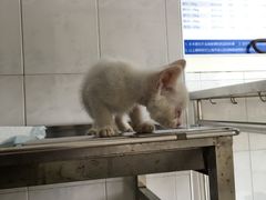 -畜牧兽医站(共江路店)