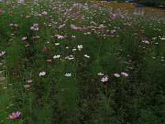-紫颐香薰山谷景区
