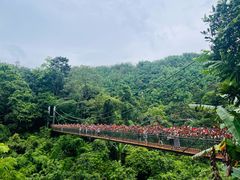-西双版纳原始森林公园