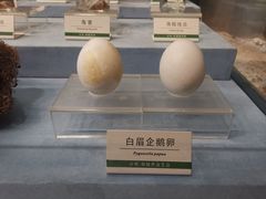 -浙江自然博物院(杭州馆)