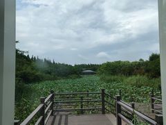 -东平国家森林公园