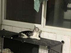 -东方名猫馆·英短金渐层布偶猫舍(环线广场1号楼店)