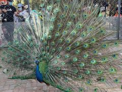 -长白岛森林公园