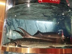 -蜀滋香鲜鱼美蛙火锅(339店)