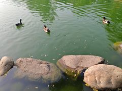 -莲湖公园
