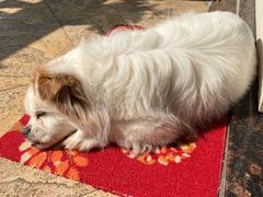 -彩虹桥宠物火化殡葬善终服务(金乐大厦店)