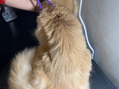 -PETKIT小佩宠物·低压洗护(国顺东路店)