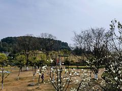 -铁山坪森林公园