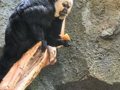 -红山森林动物园