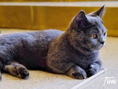 -飞行喵MR PILOT|猫舍·猫咖(静安大融城店)