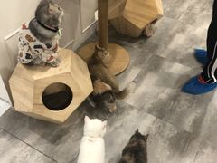 -楼上猫咖(罗湖店)