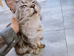 -楼上猫咖(罗湖店)