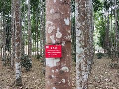 -中国科学院西双版纳热带植物园