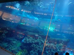-迪拜水族馆及水下动物园