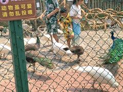 -西双版纳傣族园