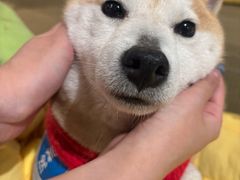 -逗柴咖啡屋·狗咖猫咖宠物桌游
