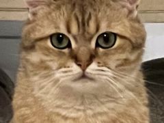 -猫大福·Fortune Cat猫舍(百子湾店)