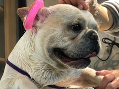 -PETKIT小佩宠物·低压洗护(国顺东路店)