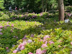 -上海共青森林公园