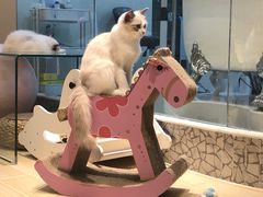 -momokira米努特·德文卷毛猫·棉花面纱犬