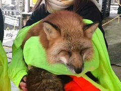 -宫城藏王狐狸村