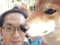 -柴犬高等学院·狗咖·柴犬售卖·宠物训练