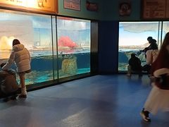 -海合安武汉极地海洋公园