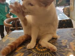 -平行世界·猫咖(首经贸店)