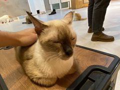 -Heymao猫咖.咖啡厅(东门店)