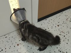 -瑞派康怡24h宠物医院·犬猫医疗中心·微创绝育(瑞景分院)