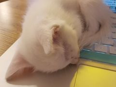 -平行世界·猫咖(首经贸店)
