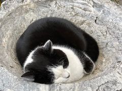 -喵屿·大理花园猫咖