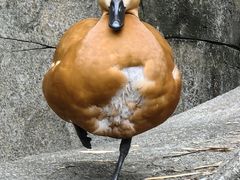 -上海野生动物园