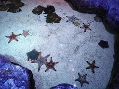 -暹罗海洋世界