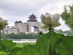 -莲花池公园