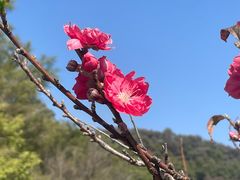 -南国桃园旅游度假区