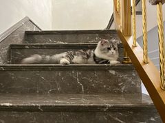 -小猫来了·猫舍(红山六九七九店)
