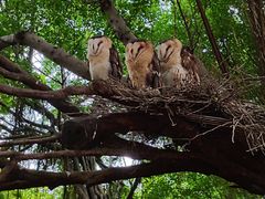 -广州长隆飞鸟乐园