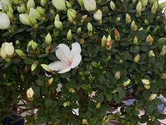 -龙大花卉苗木市场