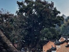 -杨家堂村
