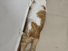 -瑞鹏宠物医院·夜间急症·心超·猫科(祖庙分店)
