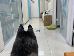-全心全意连锁动物医院·微创中心·内科急重症·心脏专科(丰管路店)