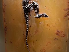 -辽宁古生物博物馆