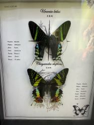 -神奇动物撸宠馆·羊驼·小浣熊·异宠(豫园店)