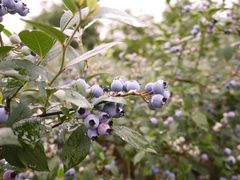 -金谷域澳洲庄园