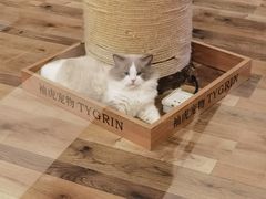 -袖虎·猫馆(体育西路店)
