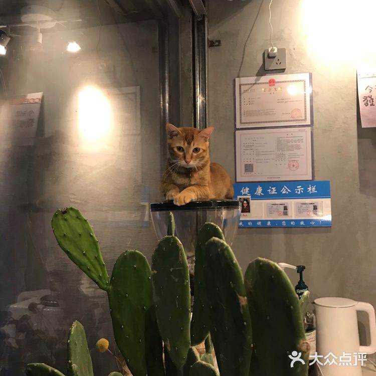 有招财猫的咖啡店总不会太差