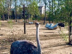 -大连森林动物园